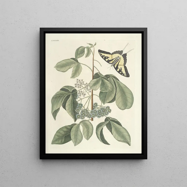 Fish, snakes, insects and some other animals, as well as some plant images Pl083 - Mark Catesby — framed artwork on a wall