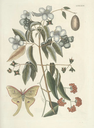 Mark Catesby - Piscium serpentum insectorum aliorumque nonnullorum animalum nec non plantarum quarundam imagines Pl084.webp