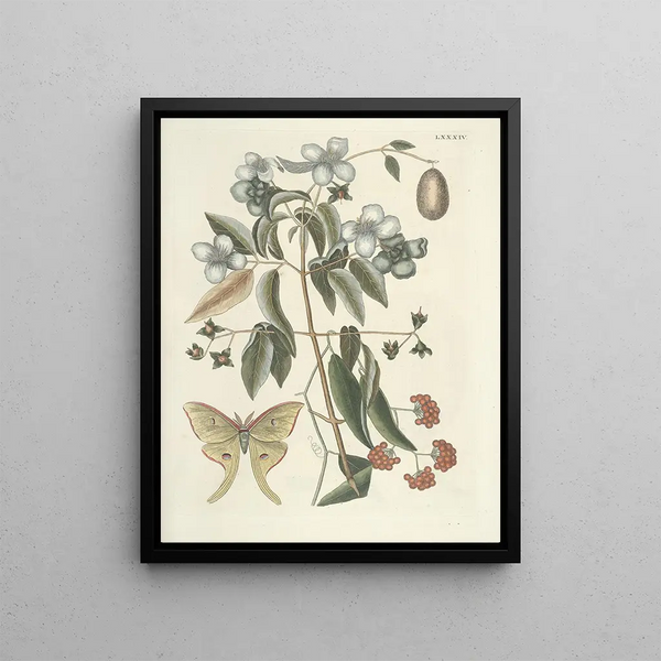 Fish, snakes, insects and some other animals, as well as some plant images Pl084 - Mark Catesby — framed artwork on a wall