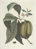 Fish, snakes, insects and some other animals, as well as some plant photos Pl085 - Mark Catesby — artwork view