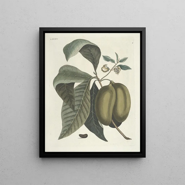 Fish, snakes, insects and some other animals, as well as some plant photos Pl085 - Mark Catesby — framed artwork on a wall