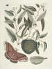 Fish, snakes, insects and some other animals, as well as some plant images Pl086 - Mark Catesby — artwork view