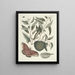 Fish, snakes, insects and some other animals, as well as some plant images Pl086 - Mark Catesby — framed artwork on a wall