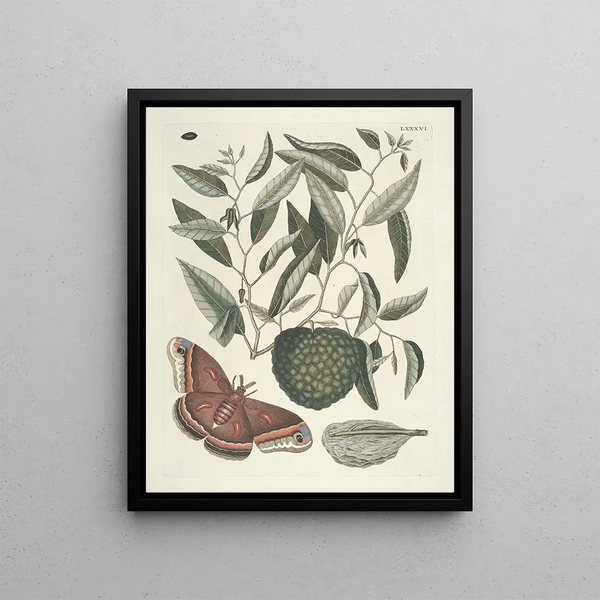 Fish, snakes, insects and some other animals, as well as some plant images Pl086 - Mark Catesby — framed artwork on a wall