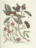 Fish, snakes, insects and some other animals, as well as some plant images Pl087 - Mark Catesby — artwork view