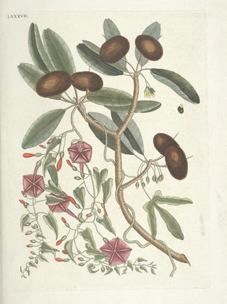Mark Catesby - Piscium serpentum insectorum aliorumque nonnullorum animalum nec non plantarum quarundam imagines Pl087.webp
