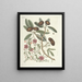 Fish, snakes, insects and some other animals, as well as some plant images Pl087 - Mark Catesby — framed artwork on a wall