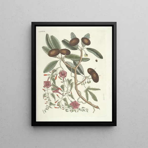 Fish, snakes, insects and some other animals, as well as some plant images Pl087 - Mark Catesby — framed artwork on a wall
