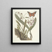 Fish, snakes, insects and some other animals, as well as some plant photos Pl088 - Mark Catesby — framed artwork on a wall