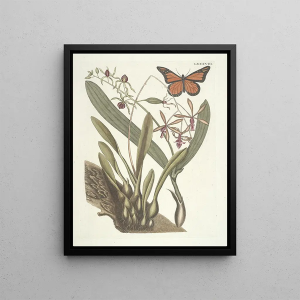 Fish, snakes, insects and some other animals, as well as some plant photos Pl088 - Mark Catesby — framed artwork on a wall
