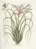 Fish, snakes, insects and some other animals, as well as some plant images Pl089 - Mark Catesby — artwork view