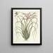 Fish, snakes, insects and some other animals, as well as some plant images Pl089 - Mark Catesby — framed artwork on a wall