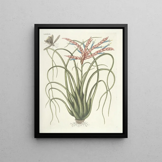 Mark Catesby - Piscium serpentum insectorum aliorumque nonnullorum animalum nec non plantarum quarundam imagines Pl089.webp