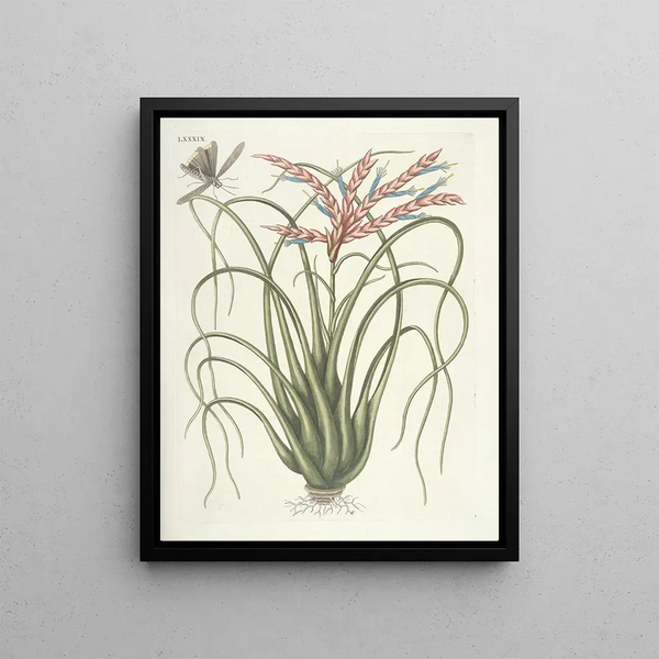 Fish, snakes, insects and some other animals, as well as some plant images Pl089 - Mark Catesby — framed artwork on a wall