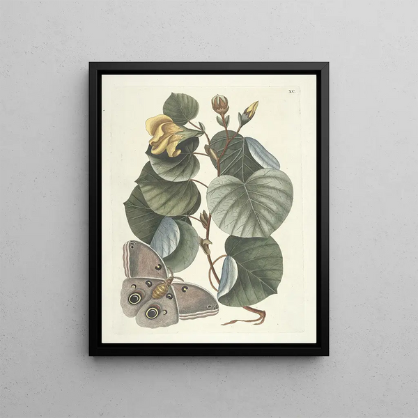 Fish, snakes, insects and some other animals, as well as some plant images Pl090 - Mark Catesby — framed artwork on a wall