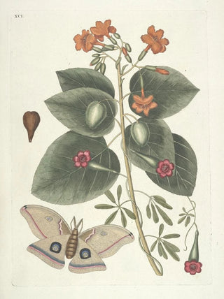 Mark Catesby - Piscium serpentum insectorum aliorumque nonnullorum animalum nec non plantarum quarundam imagines Pl091.webp