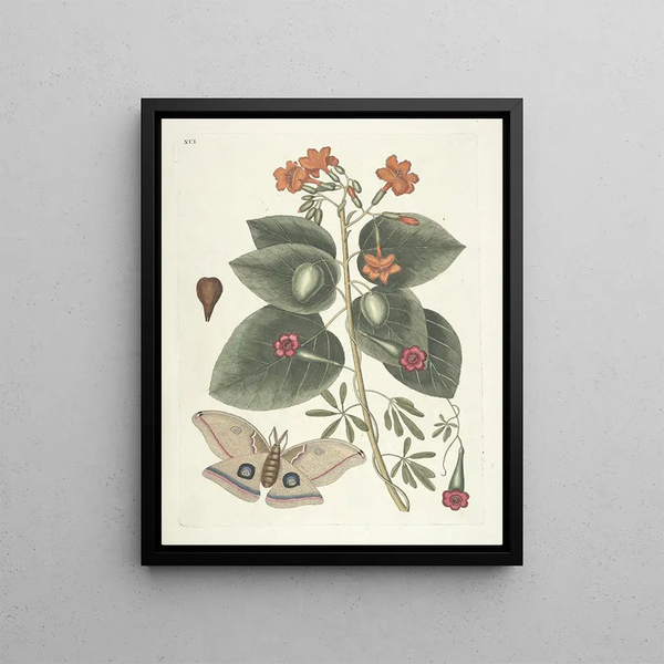 Fish, snakes, insects and some other animals, as well as some plant images Pl091 - Mark Catesby — framed artwork on a wall