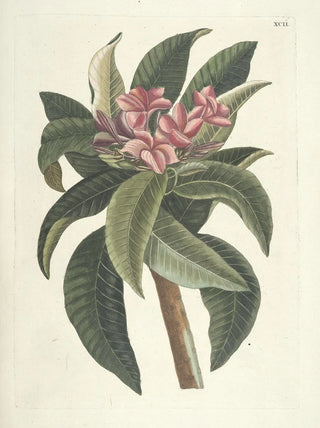 Mark Catesby - Piscium serpentum insectorum aliorumque nonnullorum animalum nec non plantarum quarundam imagines Pl092.webp