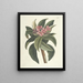 Fish, snakes, insects and some other animals, as well as some plant images Pl092 - Mark Catesby — framed artwork on a wall