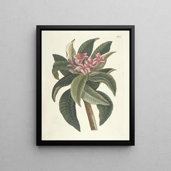 Fish, snakes, insects and some other animals, as well as some plant images Pl092 - Mark Catesby — framed artwork on a wall