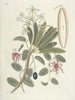 Fish, snakes, insects, and some other animals, as well as some plant images Pl093 - Mark Catesby — artwork view