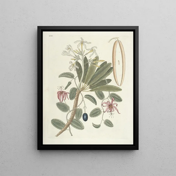 Fish, snakes, insects, and some other animals, as well as some plant images Pl093 - Mark Catesby — framed artwork on a wall