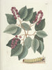 Fish, snakes, insects, and some other animals, as well as some plant images Pl094 - Mark Catesby — artwork view