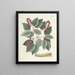 Fish, snakes, insects, and some other animals, as well as some plant images Pl094 - Mark Catesby — framed artwork on a wall