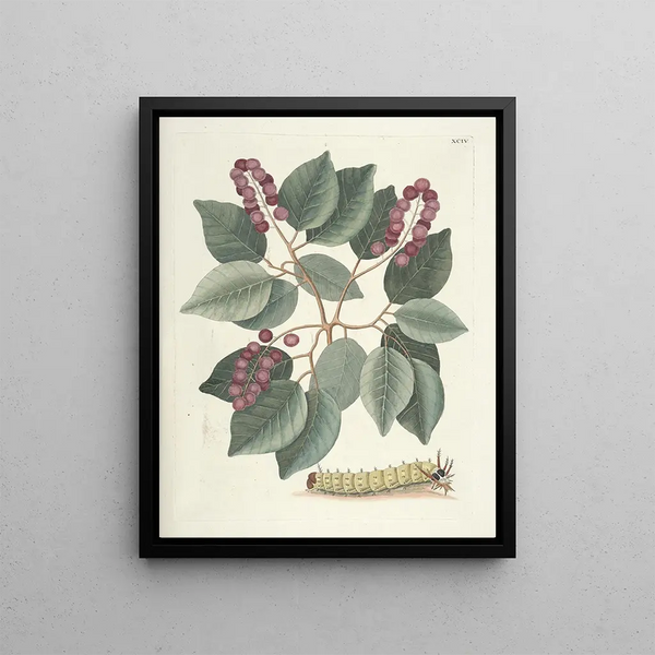 Fish, snakes, insects, and some other animals, as well as some plant images Pl094 - Mark Catesby — framed artwork on a wall
