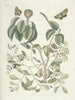 Fish, snakes, insects, and some other animals, as well as some plant photos Pl095 - Mark Catesby — artwork view