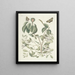 Fish, snakes, insects, and some other animals, as well as some plant photos Pl095 - Mark Catesby — framed artwork on a wall