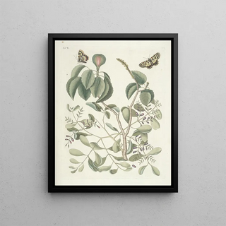 Mark Catesby - Piscium serpentum insectorum aliorumque nonnullorum animalum nec non plantarum quarundam imagines Pl095.webp