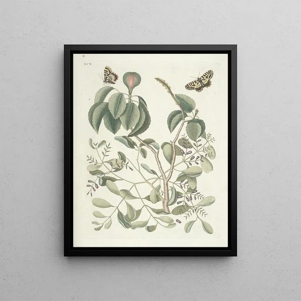 Fish, snakes, insects, and some other animals, as well as some plant photos Pl095 - Mark Catesby — framed artwork on a wall