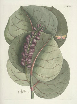 Mark Catesby - Piscium serpentum insectorum aliorumque nonnullorum animalum nec non plantarum quarundam imagines Pl096.webp