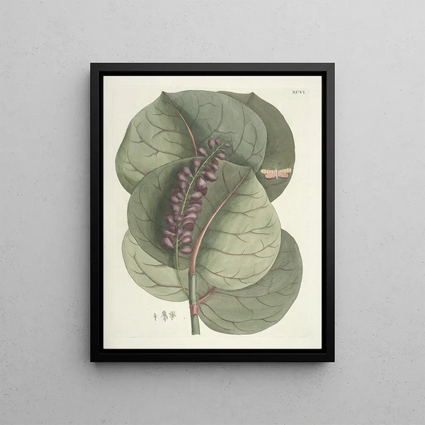 Fish, snakes, insects, and some other animals, as well as some plant images Pl096 - Mark Catesby — framed artwork on a wall