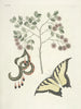 Fish, snakes, insects and some other animals, as well as some plant images Pl097 - Mark Catesby — artwork view