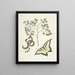 Fish, snakes, insects and some other animals, as well as some plant images Pl097 - Mark Catesby — framed artwork on a wall