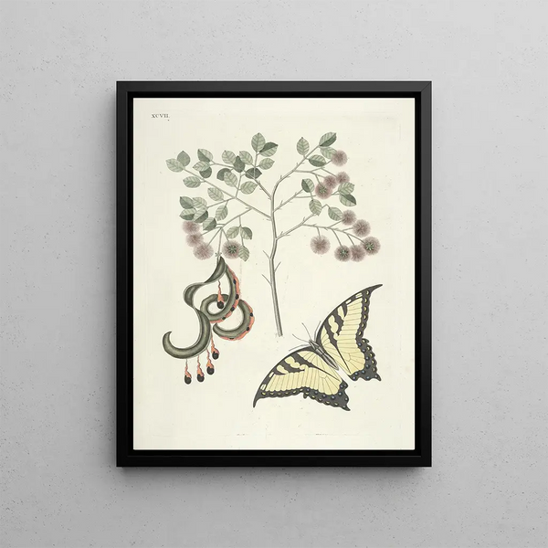 Fish, snakes, insects and some other animals, as well as some plant images Pl097 - Mark Catesby — framed artwork on a wall