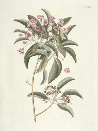 Mark Catesby - Piscium serpentum insectorum aliorumque nonnullorum animalum nec non plantarum quarundam imagines Pl098.webp