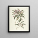 Fish, snakes, insects and some other animals, as well as some plant images Pl098 - Mark Catesby — framed artwork on a wall