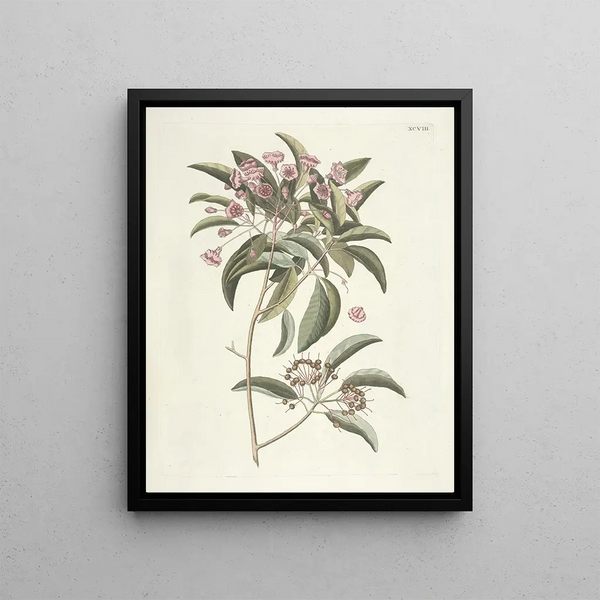 Fish, snakes, insects and some other animals, as well as some plant images Pl098 - Mark Catesby — framed artwork on a wall