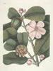 Fish, snakes, insects and some other animals, as well as some plant images Pl099 - Mark Catesby — artwork view