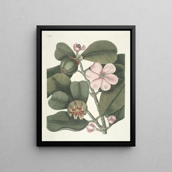 Fish, snakes, insects and some other animals, as well as some plant images Pl099 - Mark Catesby — framed artwork on a wall