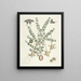 Fish, snakes, insects and some other animals, as well as some plant photos Pl100 - Mark Catesby — framed artwork on a wall