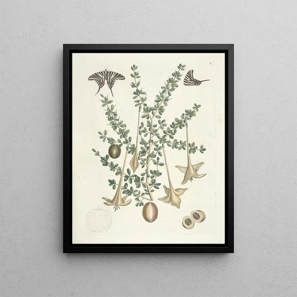 Fish, snakes, insects and some other animals, as well as some plant photos Pl100 - Mark Catesby — framed artwork on a wall