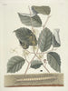 Fish, snakes, insects and some other animals, as well as some plant photos Pl101 - Mark Catesby — artwork view