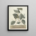 Fish, snakes, insects and some other animals, as well as some plant photos Pl101 - Mark Catesby — framed artwork on a wall