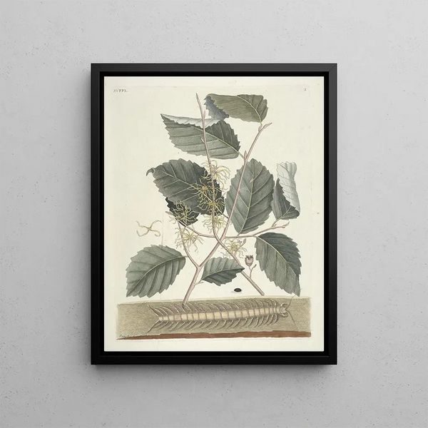 Fish, snakes, insects and some other animals, as well as some plant photos Pl101 - Mark Catesby — framed artwork on a wall