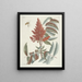 Fish, snakes, insects and some other animals, as well as some plant photos Pl102 - Mark Catesby — framed artwork on a wall