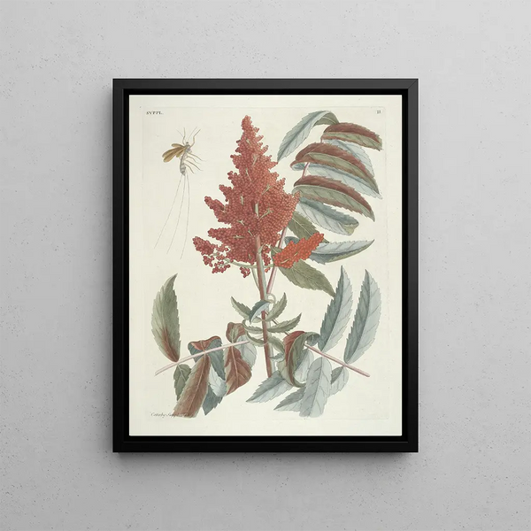 Fish, snakes, insects and some other animals, as well as some plant photos Pl102 - Mark Catesby — framed artwork on a wall